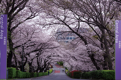 理研さくらの写真